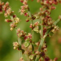 Rumex acetosella L.